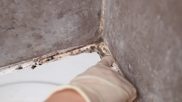 Best Crawl Space Mold Remediation  in Beulaville, NC
