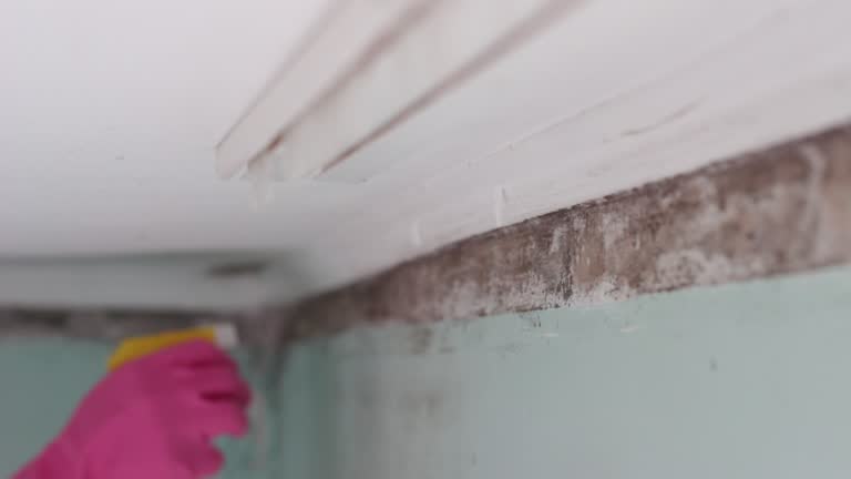 Best Basement Mold Removal  in Beulaville, NC